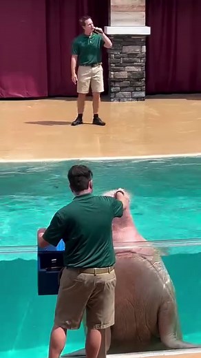 74K views · 2.2K reactions | The pacific walrus, slowpoke, is an internet sensation. #gentlegiants #walrus #splash #seaworld | Travisandcousins | Facebook