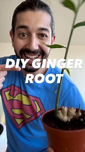 Ginger root 🫚 homemade! 😲🌱🤩 . . . #ginger #plants #howto #lifehacks #hacks #upcycle #gardening #planttips #diy | creative explained