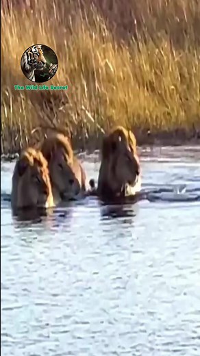 #wildanimal #wildlife #nature #animal #animals #wildlifephotography #wildanimals #wild #naturephotography #animalphotography #photography #bird #animallovers #naturelovers #canon #wildnature #animallover #birds #naturelover #squirrel #perfection #captures #wildlifephotographer #shots #world #art #wildlifeplanet #photooftheday #wildlifephoto #love | Wild Live Show