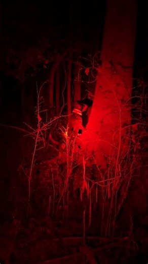 Blue tick coonhound trying to climb the tree! #outdoors #coonhunting #coonhound #bluetick #coondogs