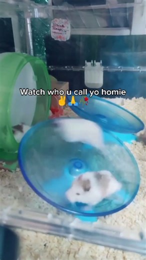 Memes® | This video captures a chaotic and humorous moment inside a hamster enclosure where several hamsters are attempting to use a blue flying... | Instagram