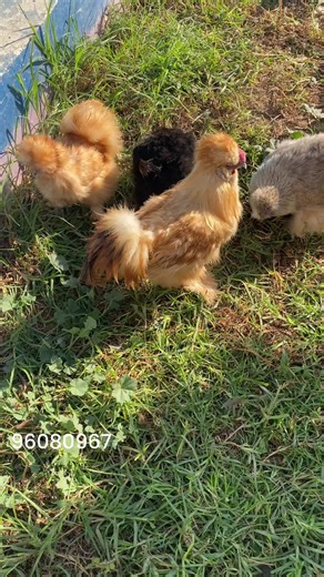 ‎تربية الدواجن والفلوس وبيع فقاسات PTO‎ on Instagram