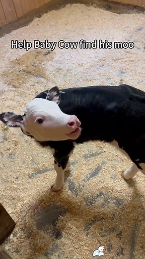 Cute little cow #cow#funnyanimals#fyp#farm#texas | Funny Pets