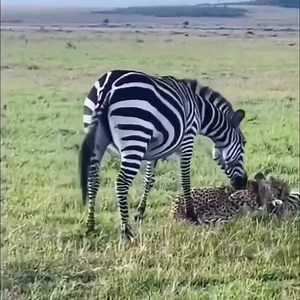 25K views · 103 reactions | Mom zebra defend her baby from cheetah_R | Ramon Tremosa Balcells | Facebook