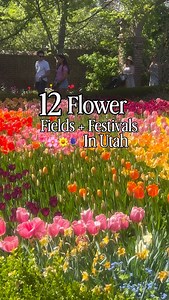From the first tulips of spring to late summer sunflowers, flower season here lasts way longer than you think 🌷🌻 COMMENT FLOWER for the full list details 👇 🌷 Tulip Festival @thankspoint Festival | April to mid May 🌸 Blossom Festival at @rowleysredbarn Festival | Late April 🧡 Alpine Poppies ** comment for info Flower field | Late spring to early summer 🌼 Mount Timpanogos Wildflowers Wildflowers | Summer ✂️ @wildspring.flowers Farm U Pick | July to October 🌈 Zinnia U Pick Fields @rowleysre