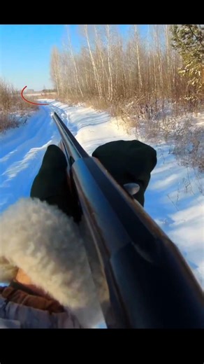 Early Morning Rabbit Hunt | Full Action Video #shotsvideo rabbit hunting#bowhunting