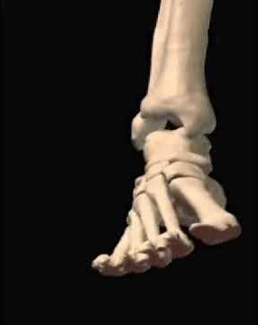 Ankle Inversion/Eversion Animation