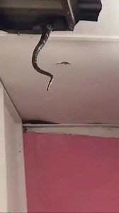 Waouh sacré python | Le monde et sa misère