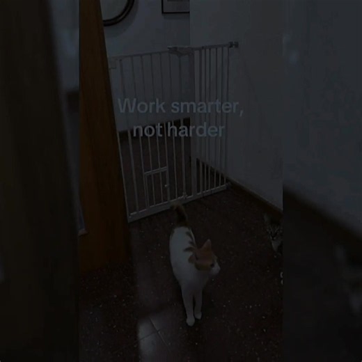 Smart Black Cat's Amazing Feats