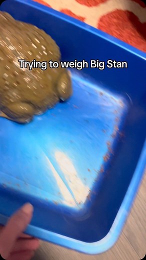 Maria Frogs on Instagram: "Just like many of us, Big Stan does not want to be weighed after Thanksgiving. . . #frog #frogs #animals #pet #dumpy #dumpytreefrog #exoticpets #toad #toads #pacmanfrog #rainfrog #pixiefrog #bullfrog #africanbullfrog #greenfrog #fyp #funny #happy #cute #cutepets #funnypets #animalrescue #frogeating #beardeddragon #snakes #lizard #reptiles #comedy #big"