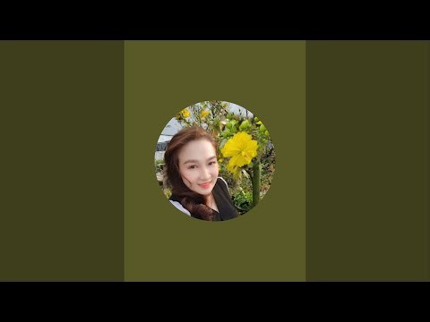 mai giống mới nhiều loại #maivang