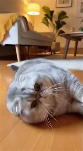 When your cat is thicc AND dramatic