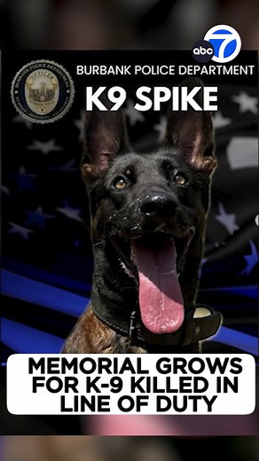 142K views · 14K reactions | A memorial continues to grow for a Burbank police dog killed in the line of duty by a man who was fatally shot by officers. "This is no different than losing a police officer; these are police officers. It's a dog, but it's part of our law enforcement family," Burbank police Lt. Derek Green told Eyewitness News. "These police K-9s are essentially a partner to its handler."  | ABC7 | Facebook
