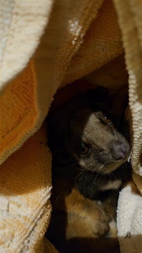 Joe Joe the Opossum's Heartwarming Rescue Story