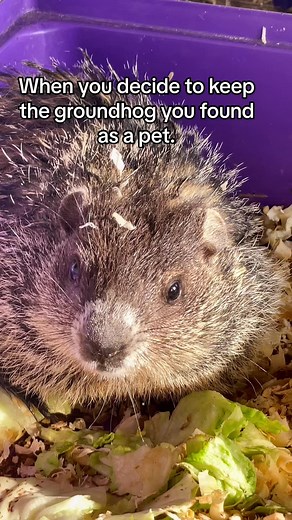 Keeping a Groundhog as a Pet - Wildlife on the Farm