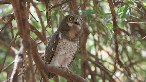 An Owl hooting standing on a tree - Free Stock Video