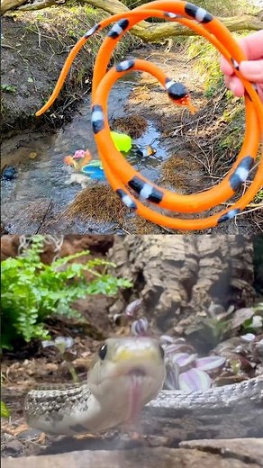 Kids Learn | Animal Names at the Stream: Elephant Bear Crocodile Snake