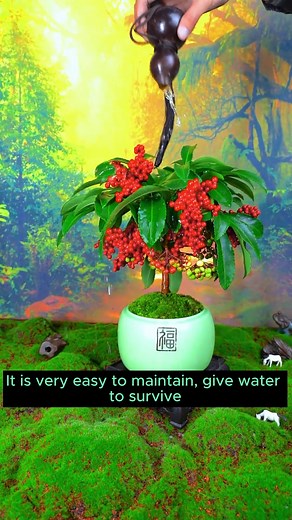 4.1K views · 46 reactions | How to grow a red fruit tree #garden #gardening #plants #planting #planthacks #gardenhacks #gardeningmakemehappy #gardeningtips #gardeningideas #gardeninspiration #gardenlove | Gardening Ideas | Facebook