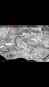 178K views · 3.7K reactions |  Rats on UK Farms: Why Control Is...