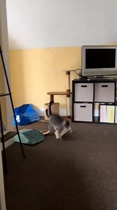 82K views · 1.9K reactions | These are four reasons why you should never adopt a Tabby Cat! #cutecatsoftiktok | catstalesdaily | Facebook