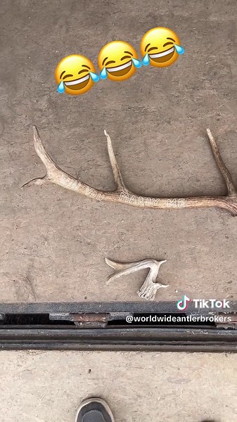worldwideantlerbrokers on TikTok