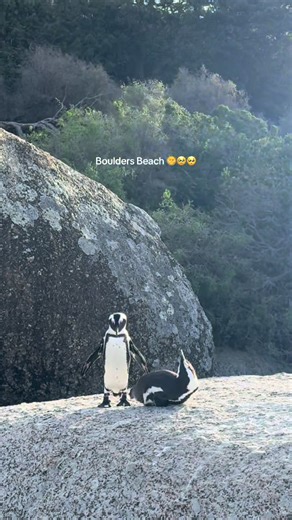 Exploring Boulders Beach: A Penguin Paradise in Cape Town