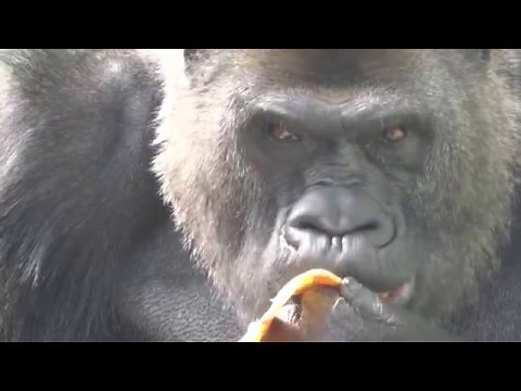 ゴリラのビンドン。お食事中～グレープフルーツ編～（福岡市動物園）