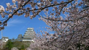 Himeji Castle and cherry blossom, Himeji, Hyogo Prefecture, Japan