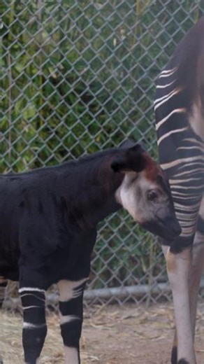 57K views · 4.5K reactions | We are thrilled to announce we welcomed...