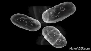 Plasmids | Genetics | Biology on Make a GIF