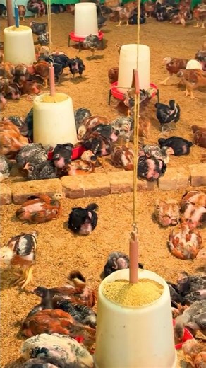 24 Days Old FFFG (Colour Broiler Coob) Chicks Poultry Farming Chunar #poultryfarming #murgipalan