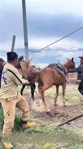 Freeing Trapped Hooves: Farmer Rescues Spooked Horse Snagged On Barbed Wire