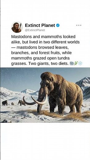 Mastodons and mammoths lived in different worlds! 🐘❄️ #prehistory #prehistoriclife