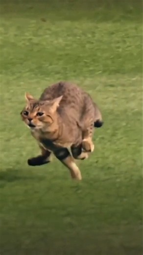 HOW FAST CAT CAN RUN!!😱😱 #catvideos #running