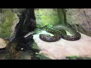 Malayopython reticulatus - Malayopython - Kockás piton