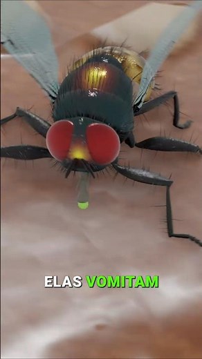 A mosca faz isso na sua COMIDA (Eca) 🤢