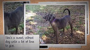 29 reactions · 22 shares | Meet Savannah! This sweet lab mix has been waiting to be adopted since September 2015. Her adoption fee is $30 this month. | Bishop Animal Shelter, SPCA of Manatee County, Inc. | Facebook