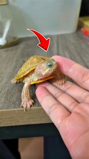 These Rare Baby Turtles Will Motivate You Today 🐢✨