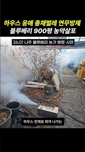 요즘 블루베리 총채벌레 응애 병해충 관리방법
