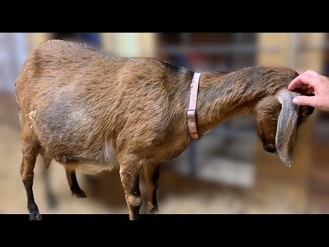 Jasmine's Finally Kidding ! Full Baby Goat Birth