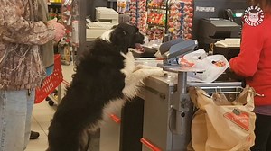 1.4M views · 17K reactions | The dog with the gate is a GENIUS.  | The Pet Collective | Facebook