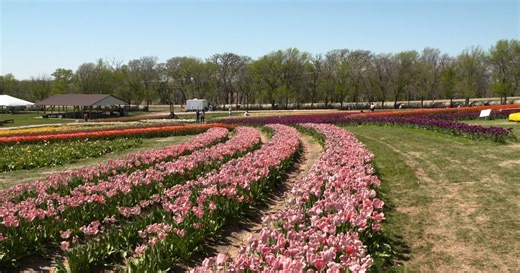 Tulips Turf Problems Tree Care & Garden Pests