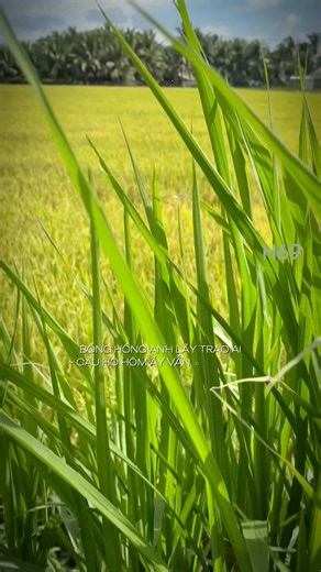 Bông hồng anh lấy trao ai...zsir
