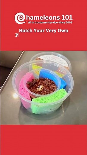 Hatch Your Panther Chameleon Egg Easily at Home with Chameleons 101 | Complete Care & Hatching Guide