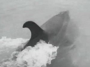 Pictorial Parade No. 47 | Short Film | NZ On Screen