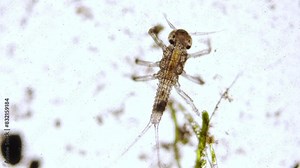 Mayfly larva (Ephemeroptera) under the microscope - optical microscope x50 magnification