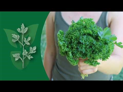 How to Grow Parsley: From Seed to Harvest All Year Round