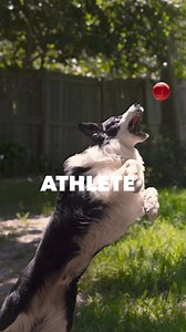 IAMS™ dog food helps keep them catching for life 🐶 | IAMS