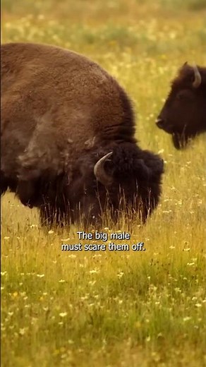 Bison bull fighting for females and territory #bison #animals #wildlife #fighting