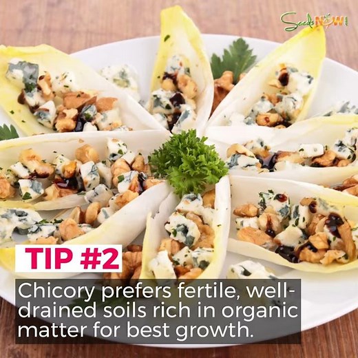 6 Tips for Growing Organic Chicory